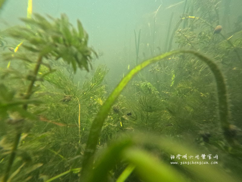 阳澄湖水底的宁静与生机