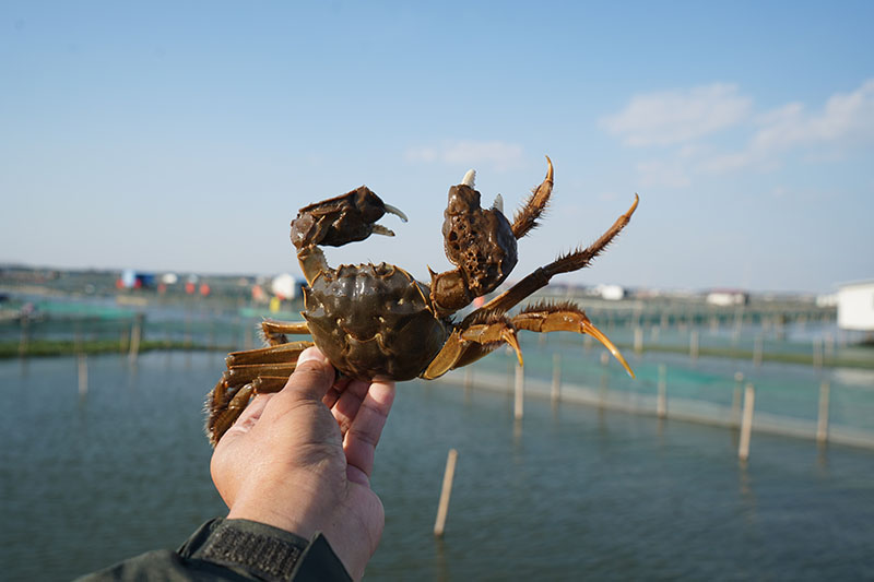 阳澄湖大闸蟹官网