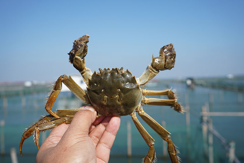 阳澄湖大闸蟹