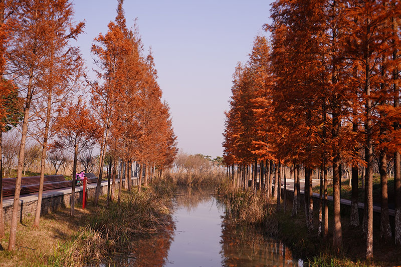 阳澄湖畔红衫