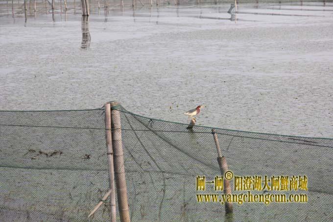 阳澄湖的水鸟