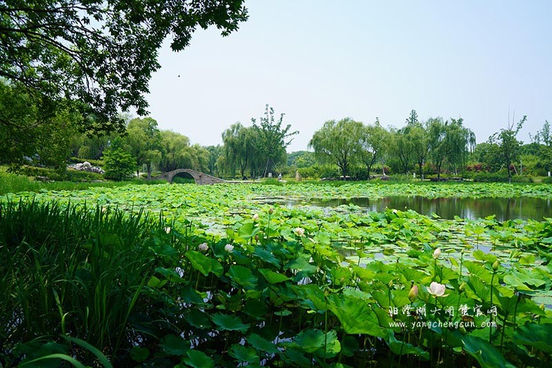 莲池湖：阳澄湖半岛的仙境之美