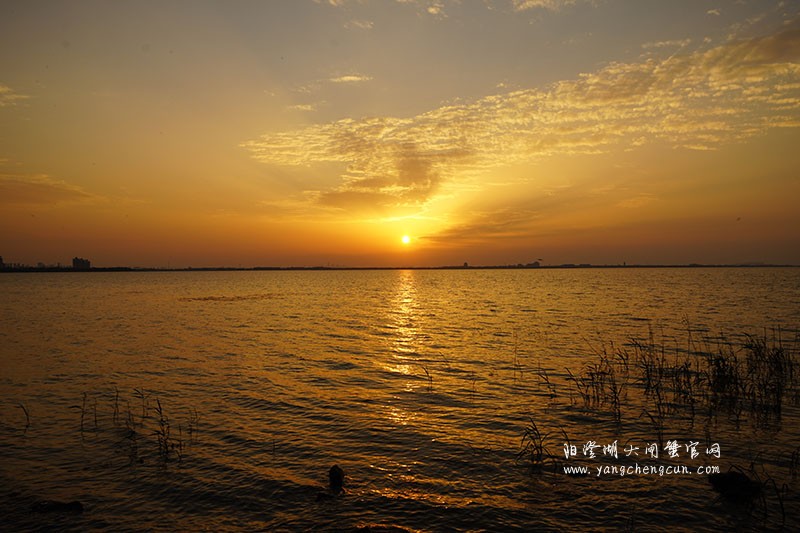 阳澄湖生态湿地看日落