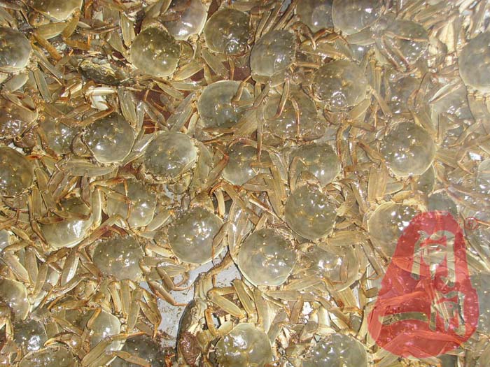 阳澄湖大闸蟹