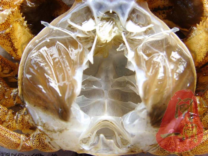 阳澄湖大闸蟹（蟹壳）