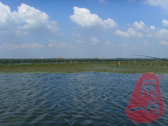阳澄湖大闸蟹养殖场的风景-蓝天白云