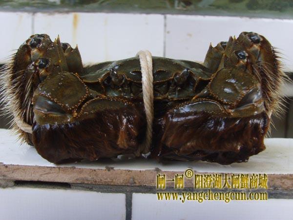 阳澄湖大闸蟹