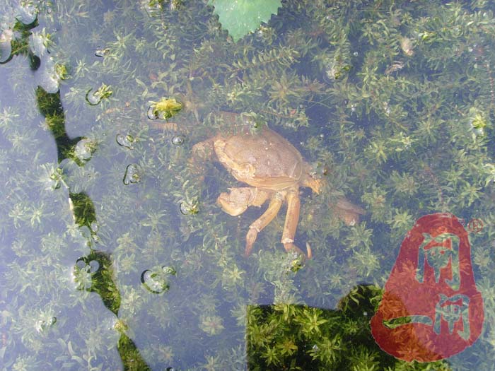 水草上的阳澄湖大闸蟹蟹壳（图片）