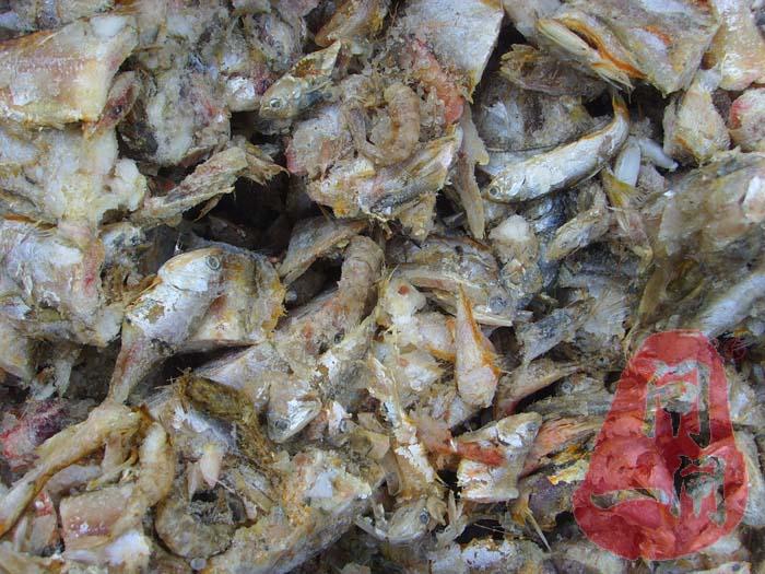 海里的饲料鱼