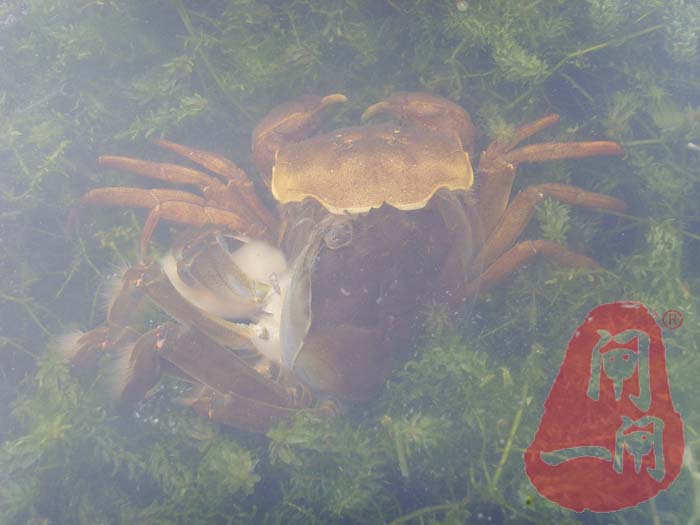 脱壳中的阳澄湖大闸蟹
