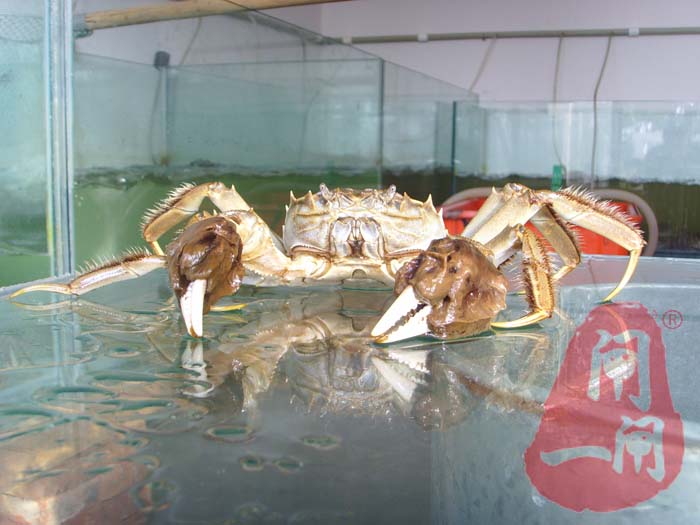 阳澄湖大闸蟹