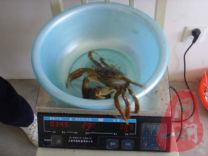最大的阳澄湖大闸蟹