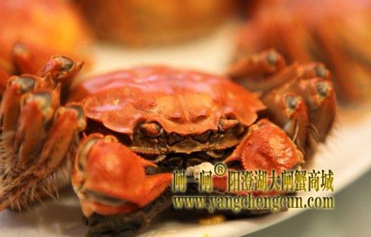 阳澄湖吃蟹  