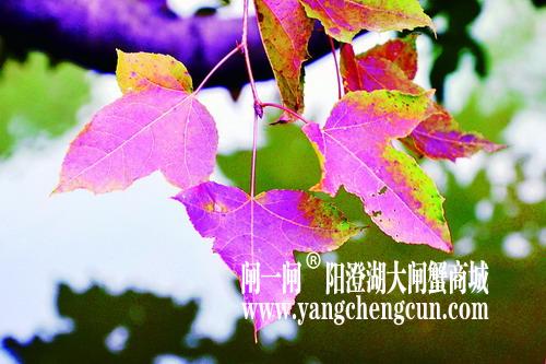 一枚枫叶一片诗意