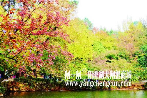 泉水岸边 层林尽染
