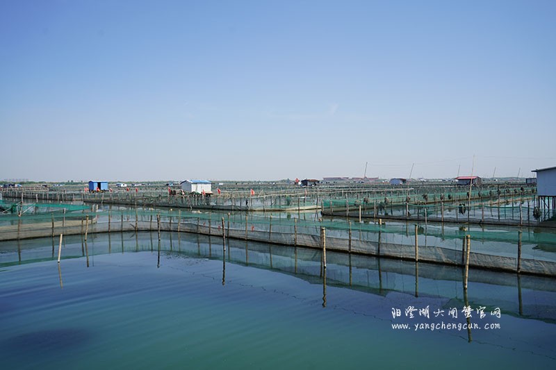 我们的阳澄湖大闸蟹养殖基地