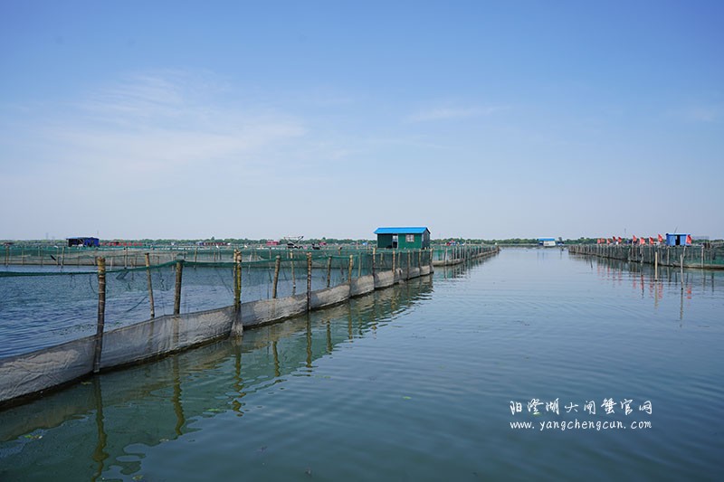 我们的阳澄湖大闸蟹养殖基地