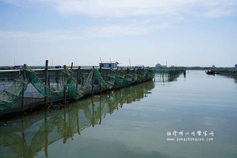 我们的阳澄湖大闸蟹养殖基地