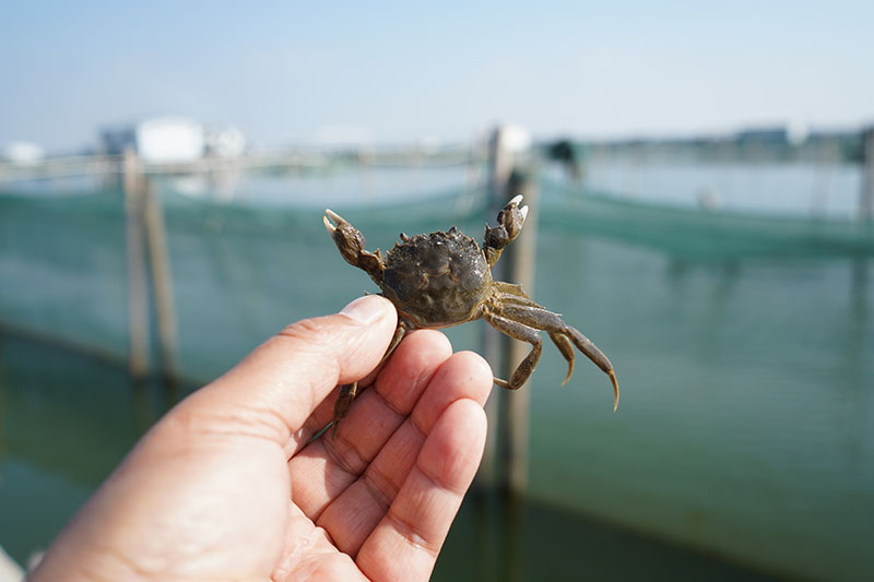 阳澄湖大闸蟹蟹苗