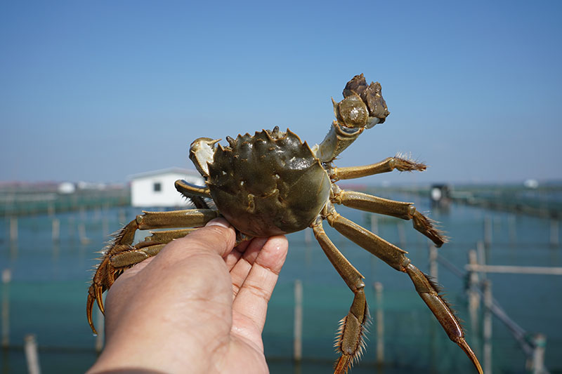 阳澄湖大闸蟹