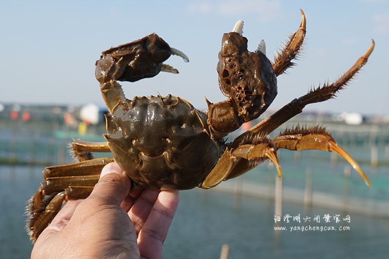 阳澄湖大闸蟹