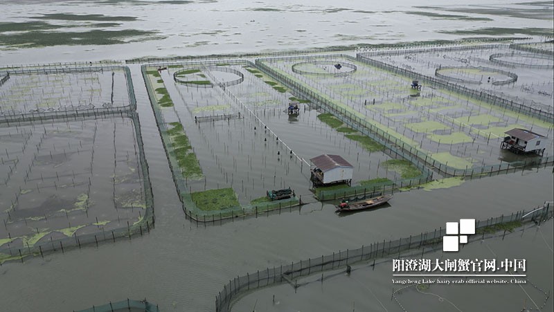 阳澄湖大闸蟹