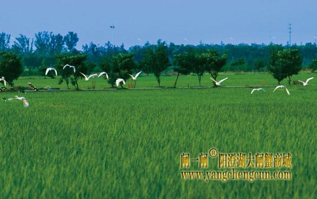 阳澄湖半岛