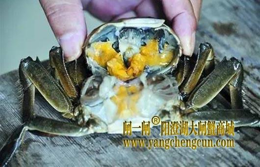 六月黄