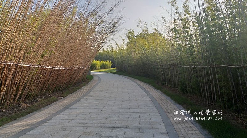 宁静竹林：静谧与干净的自然世界