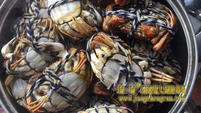 阳澄湖大闸蟹