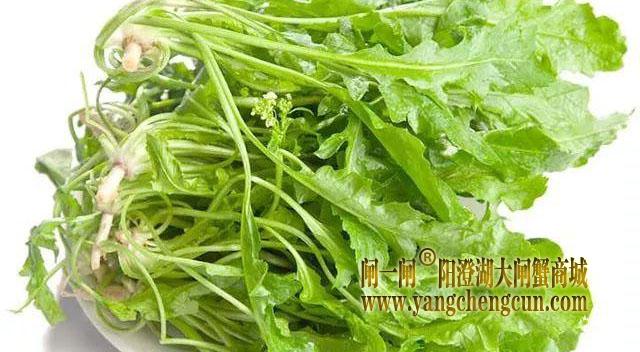 荠菜