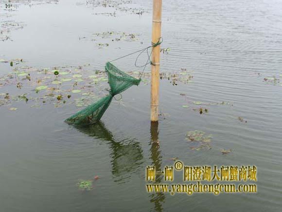 阳澄湖大闸蟹是怎么捕捞的？