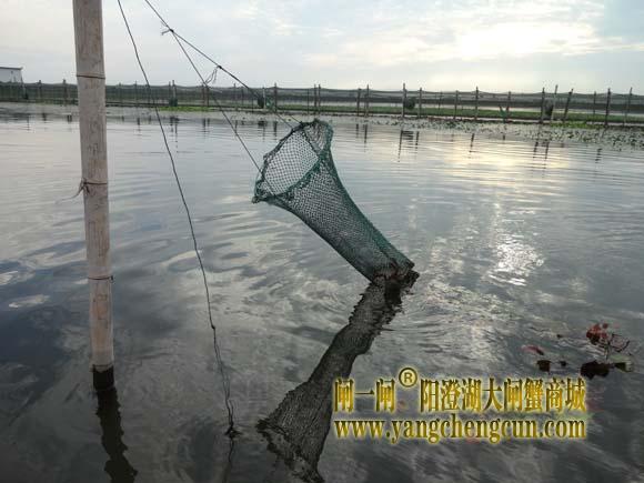 阳澄湖大闸蟹是怎么捕捞的？