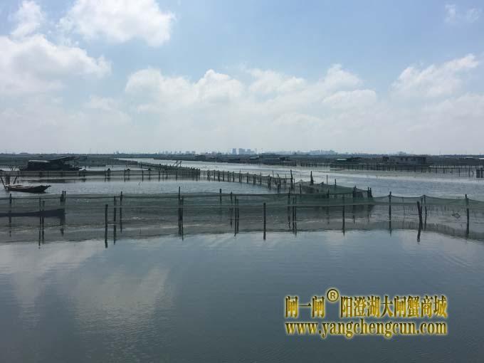 阳澄湖