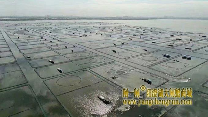 航拍阳澄湖大闸蟹养殖基地