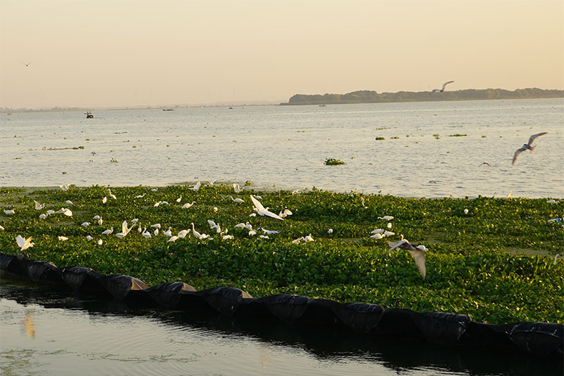 阳澄湖的早晨