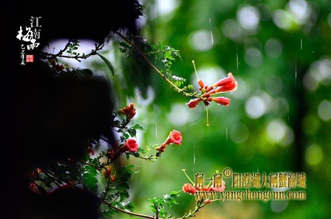 江南梅雨天