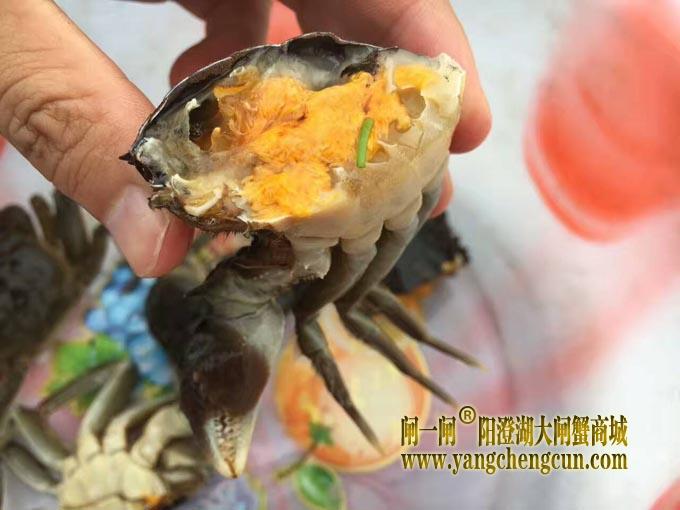 阳澄湖六月黄