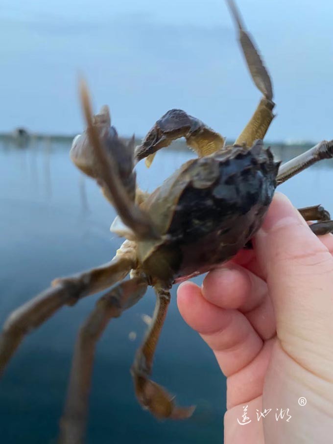 阳澄湖大闸蟹蟹苗