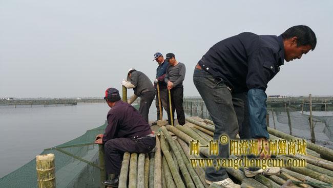 忙碌的蟹农--打桩 