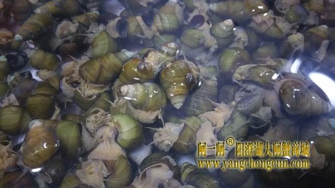 阳澄湖的螺蛳