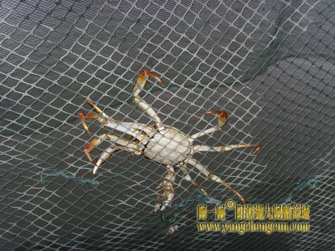 阳澄湖大闸蟹