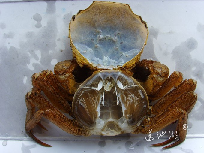 阳澄湖大闸蟹（蟹壳）