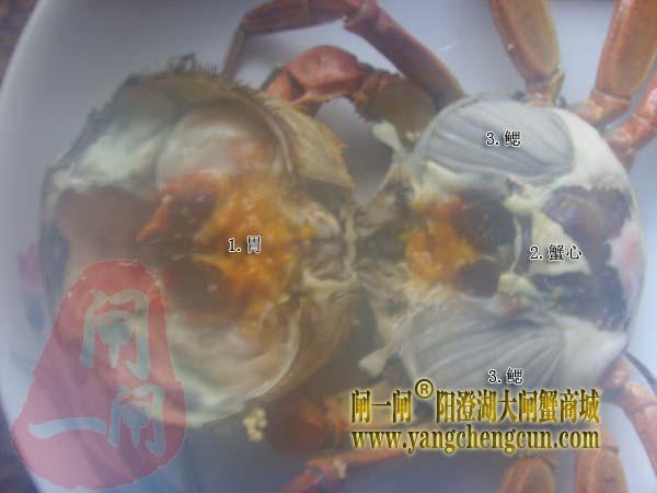 阳澄湖大闸蟹四个要清楚的部位