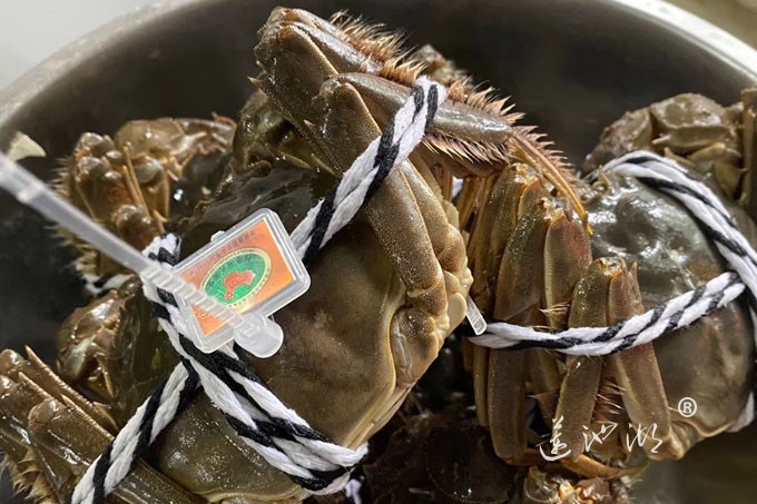 阳澄湖大闸蟹