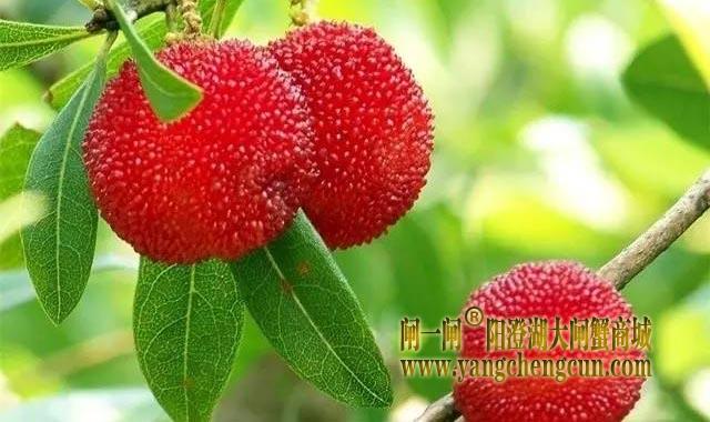 杨梅