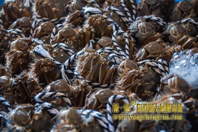 阳澄湖大闸蟹