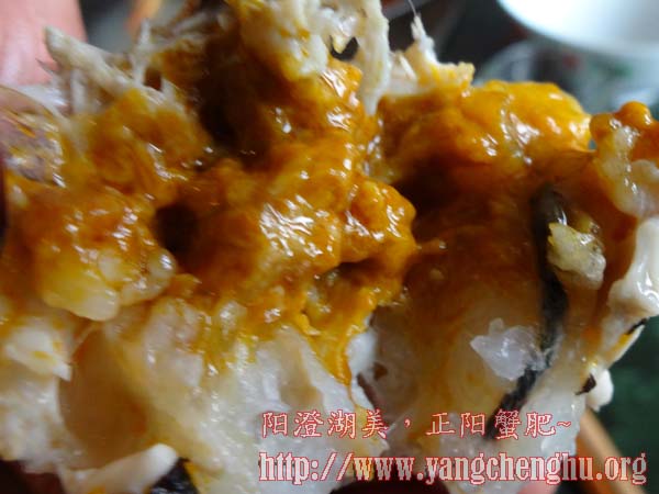 阳澄湖大闸蟹并非无肠