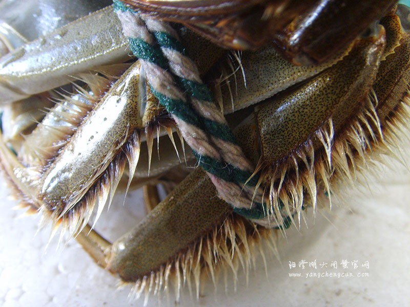 阳澄湖大闸蟹