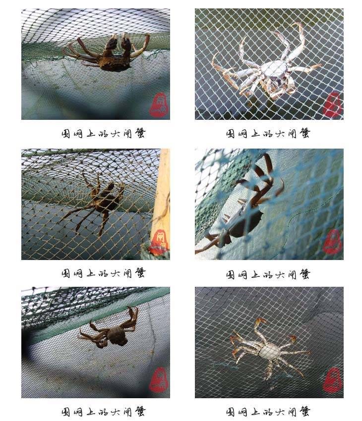围网上的阳澄湖大闸蟹